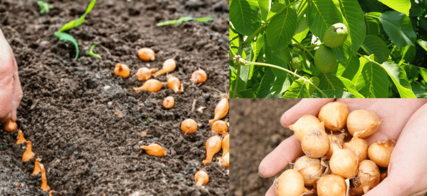 Не саджу озиму цибулю, не глянувши на горіх у листопаді: 1 природний “вказівник” для безпомилкової посадки Не саджу озиму цибулю, не глянувши на горіх у листопаді: 1 природний “вказівник” для безпомилкової посадки