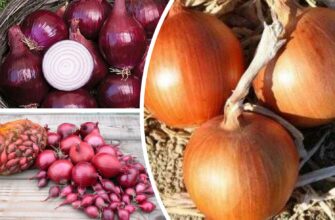 Ці 2 сорти цибулі дають урожай навіть після наднизьких морозів: не гниють і не “стріляють” стрілами Ці 2 сорти цибулі дають урожай навіть після наднизьких морозів: не гниють і не “стріляють” стрілами