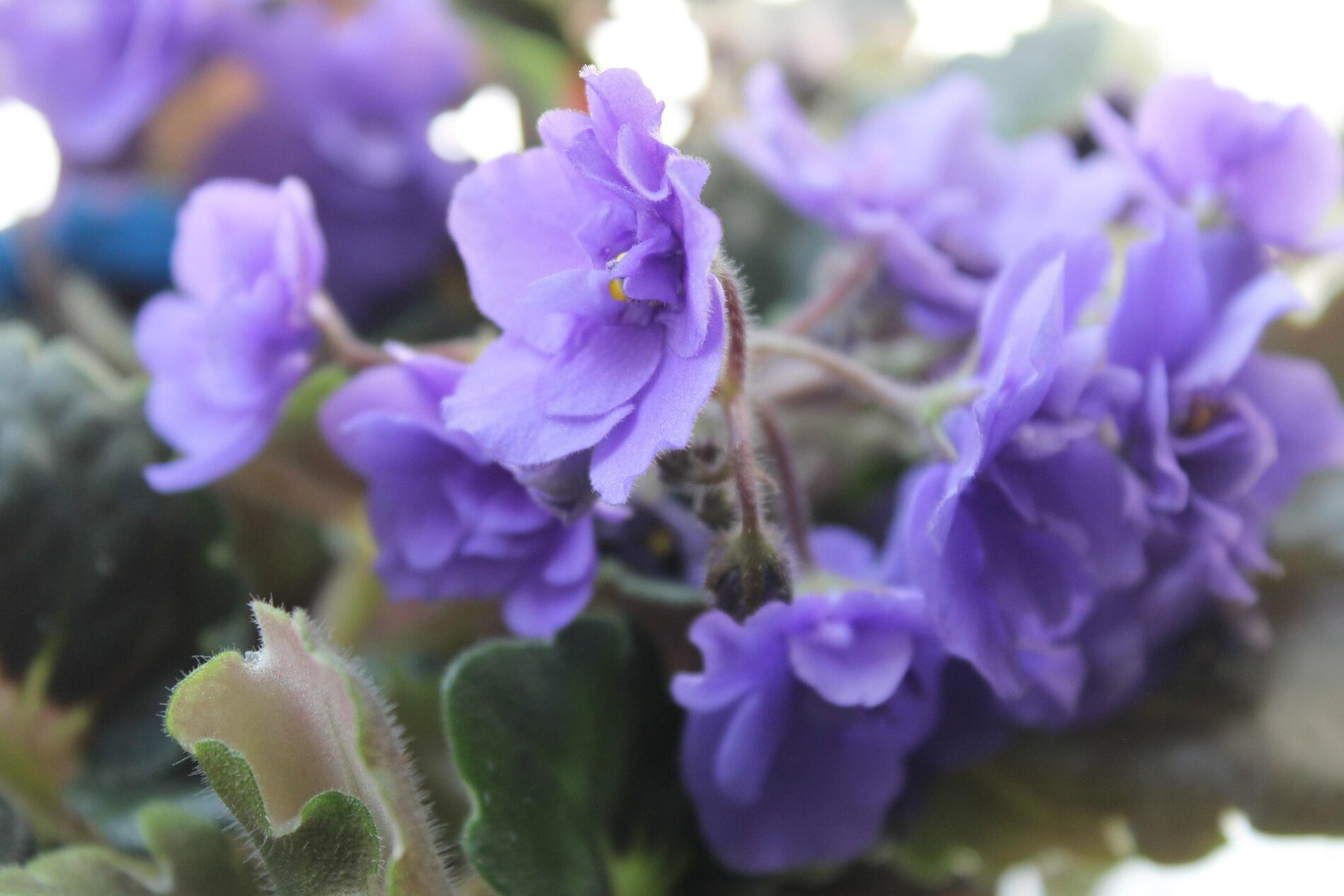 Експерти розповіли, як правильно підживлювати фіалки