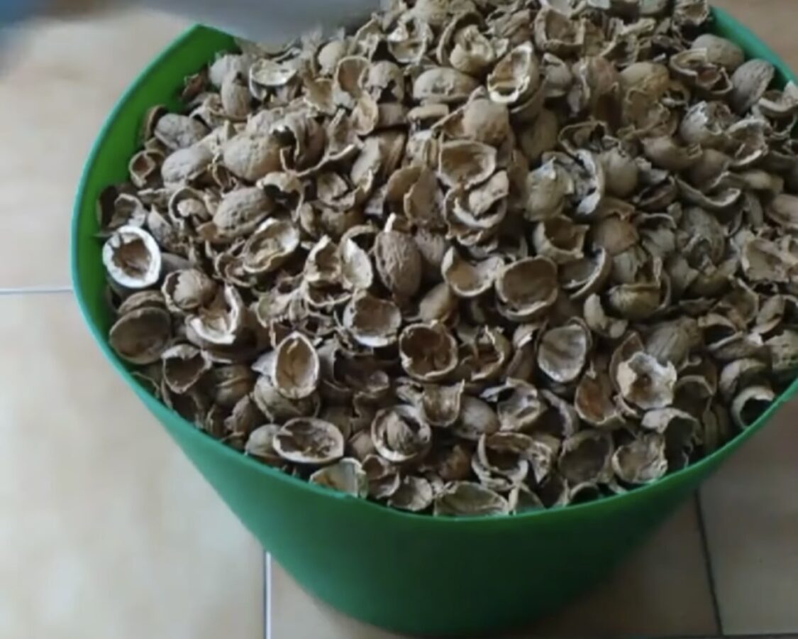 Городники розповіли, як використовувати горіхову шкаралупу на городі Городники розповіли, як використовувати горіхову шкаралупу на городі