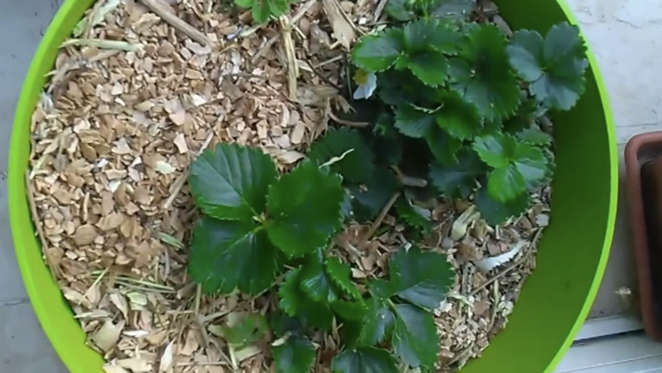 Городники розповіли, як використовувати горіхову шкаралупу на городі Городники розповіли, як використовувати горіхову шкаралупу на городі
