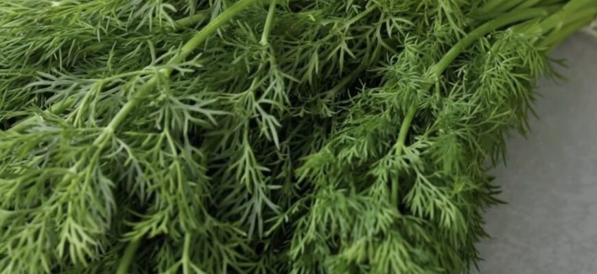 Кріп зійде густим килимом, якщо посадити його так під зиму: 1 спосіб використовую – завжди є свіжа зелень Кріп зійде густим килимом, якщо посадити його так під зиму: 1 спосіб використовую – завжди є свіжа зелень