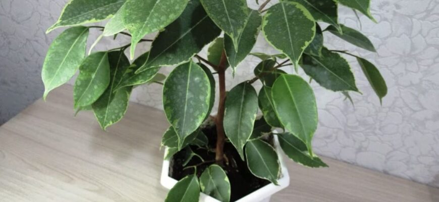 Кума перевірила – і порадила: не чіпати фікус у січні, інакше не буде рости здоровим і красивим Кума перевірила – і порадила: не чіпати фікус у січні, інакше не буде рости здоровим і красивим