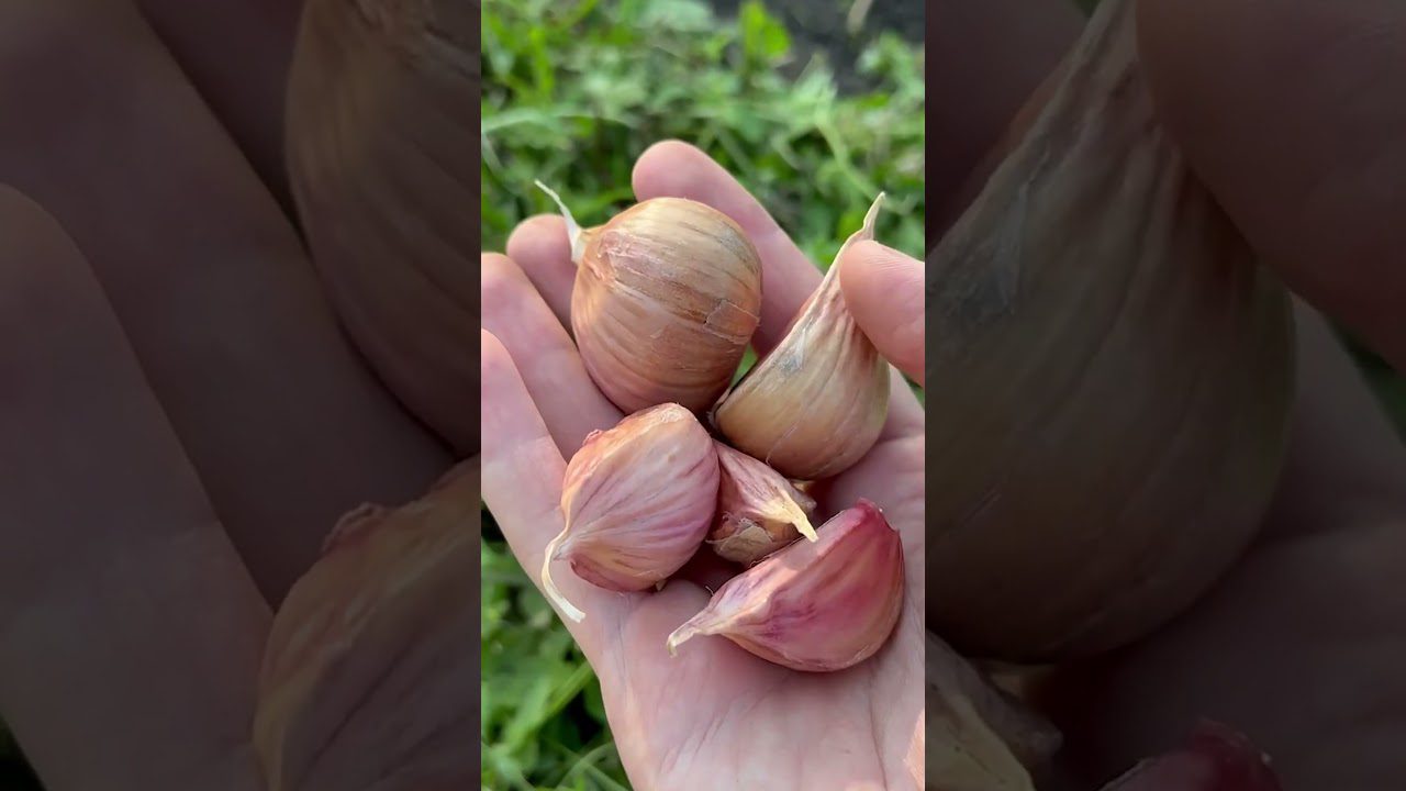 Як та чим вкрити озимий часник на зиму