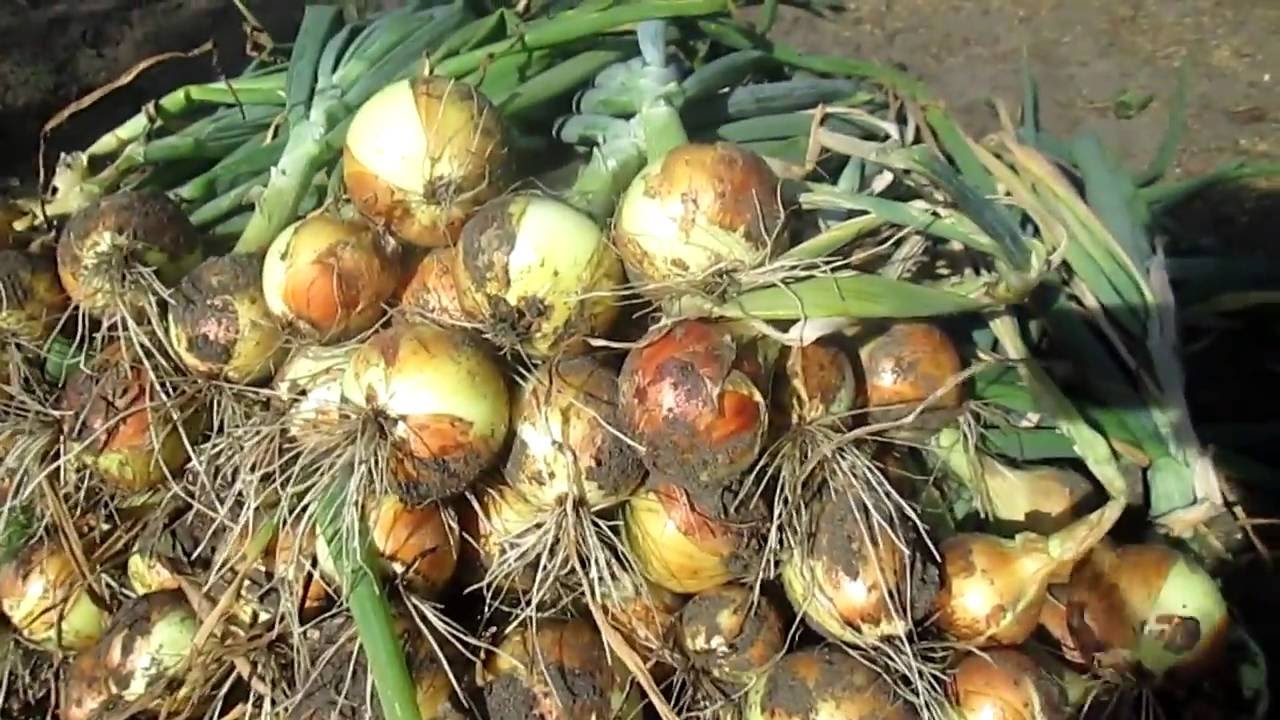 Агрономи розповіли, які добрива не любить ріпчаста цибуля