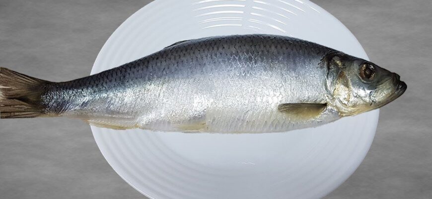 Жодної гіркоти та зайвої солі: як правильно вибрати оселедець для “Шуби” — увага на зябра і очі Жодної гіркоти та зайвої солі: як правильно вибрати оселедець для “Шуби” — увага на зябра і очі