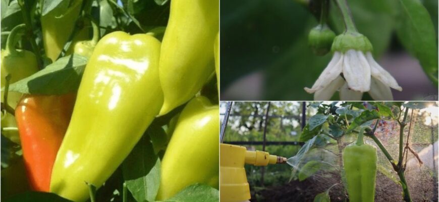 Неймовірно смачні і солодкі: 2 сорти болгарського перцю, які треба посадити у новому сезоні Неймовірно смачні і солодкі: 2 сорти болгарського перцю, які треба посадити у новому сезоні