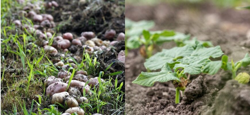 Краще за деревну золу та гній у 5 разів: у листопаді просто посипте грядки ось цим добривом Краще за деревну золу та гній у 5 разів: у листопаді просто посипте грядки ось цим добривом