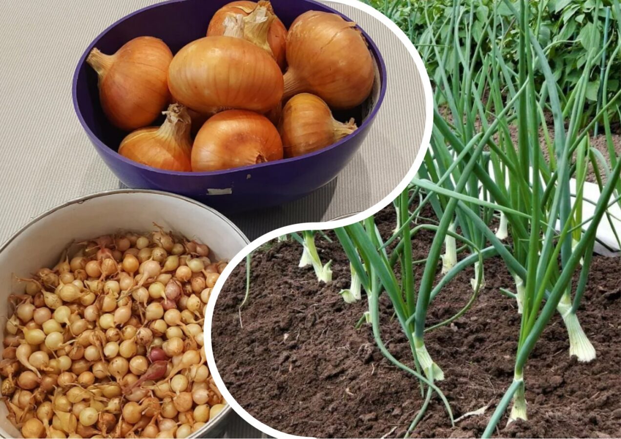 Городники розповіли, як посадити озиму цибулю, щоб вона не пускала стрілки