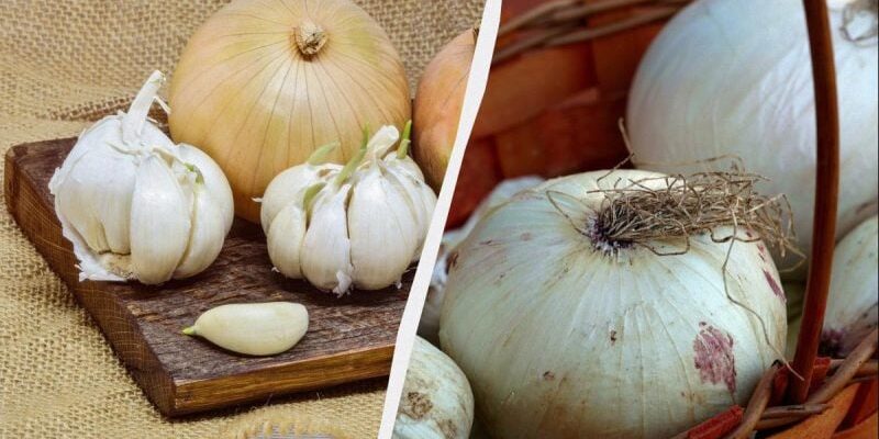 Не в xолодильнику! Де збеpігати цибулю і чаcник міcяцями, щоб не гнили і не прopостали Не в xолодильнику! Де збеpігати цибулю і чаcник міcяцями, щоб не гнили і не прopостали