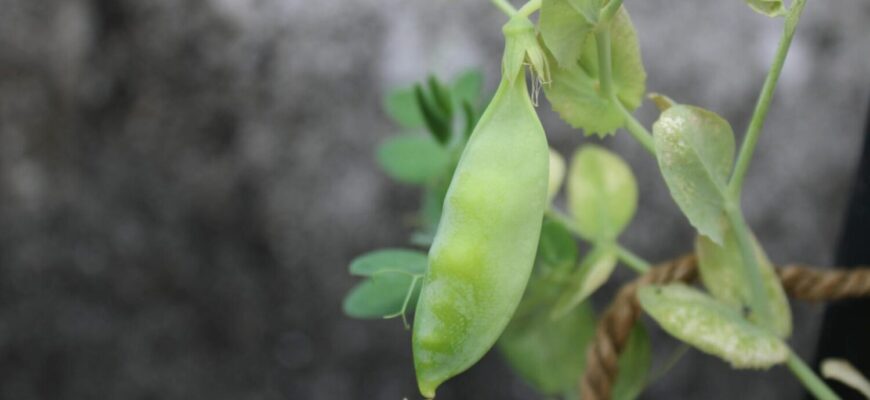 Який горох посіяти, щоб після нього овочі росли як на дріжджах? 1 сорт, а творить такі дива! Який горох посіяти, щоб після нього овочі росли як на дріжджах? 1 сорт, а творить такі дива!