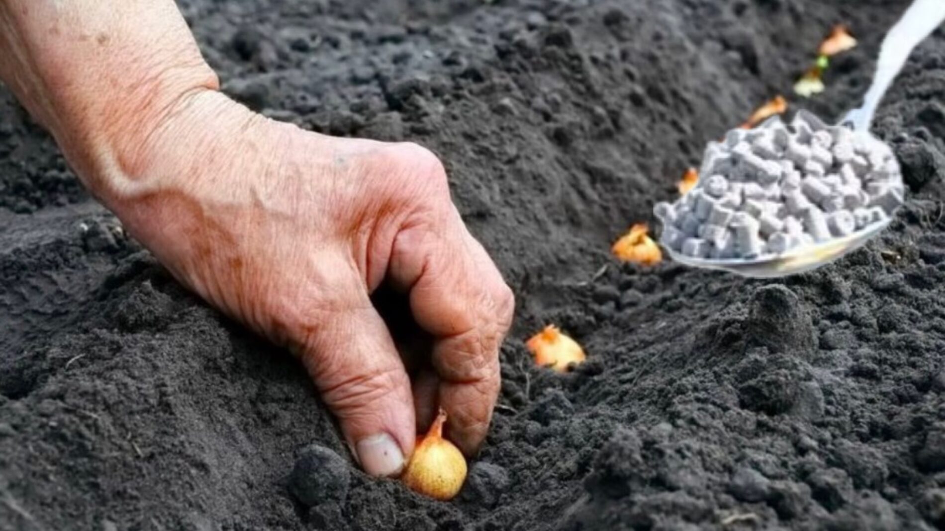 Експерти розповіли, як виростити велику та здорову цибулю