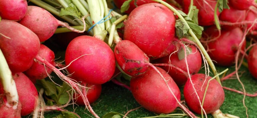 У листопаді та грудні 2025 маєте час: найкращі дні для посіву редиски під зиму У листопаді та грудні 2025 маєте час: найкращі дні для посіву редиски під зиму