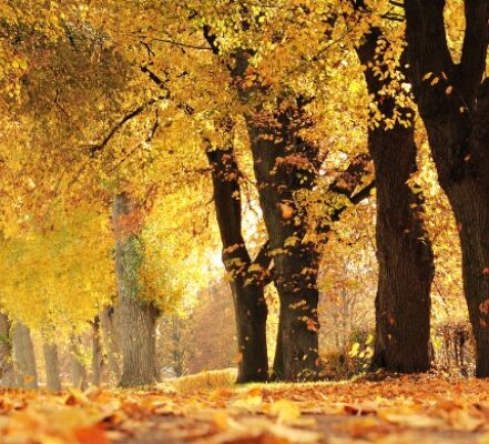 У листопаді буде ще три дні справжнього тепла: синоптик назвав дати У листопаді буде ще три дні справжнього тепла: синоптик назвав дати