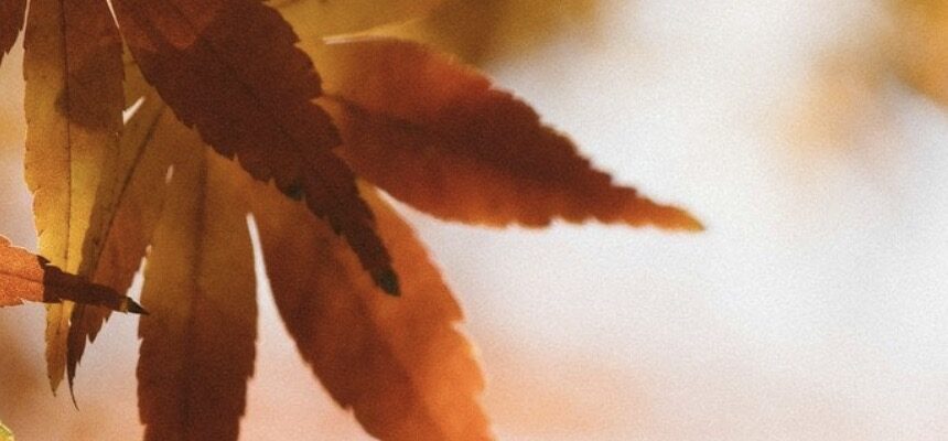 Погода на 10 листопада: синоптики попередили українців про небезпеку Погода на 10 листопада: синоптики попередили українців про небезпеку