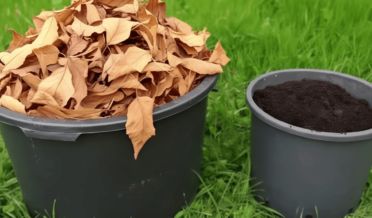 Городники розповіли, як приготувати універсальне добрива безкоштовно Городники розповіли, як приготувати універсальне добрива безкоштовно