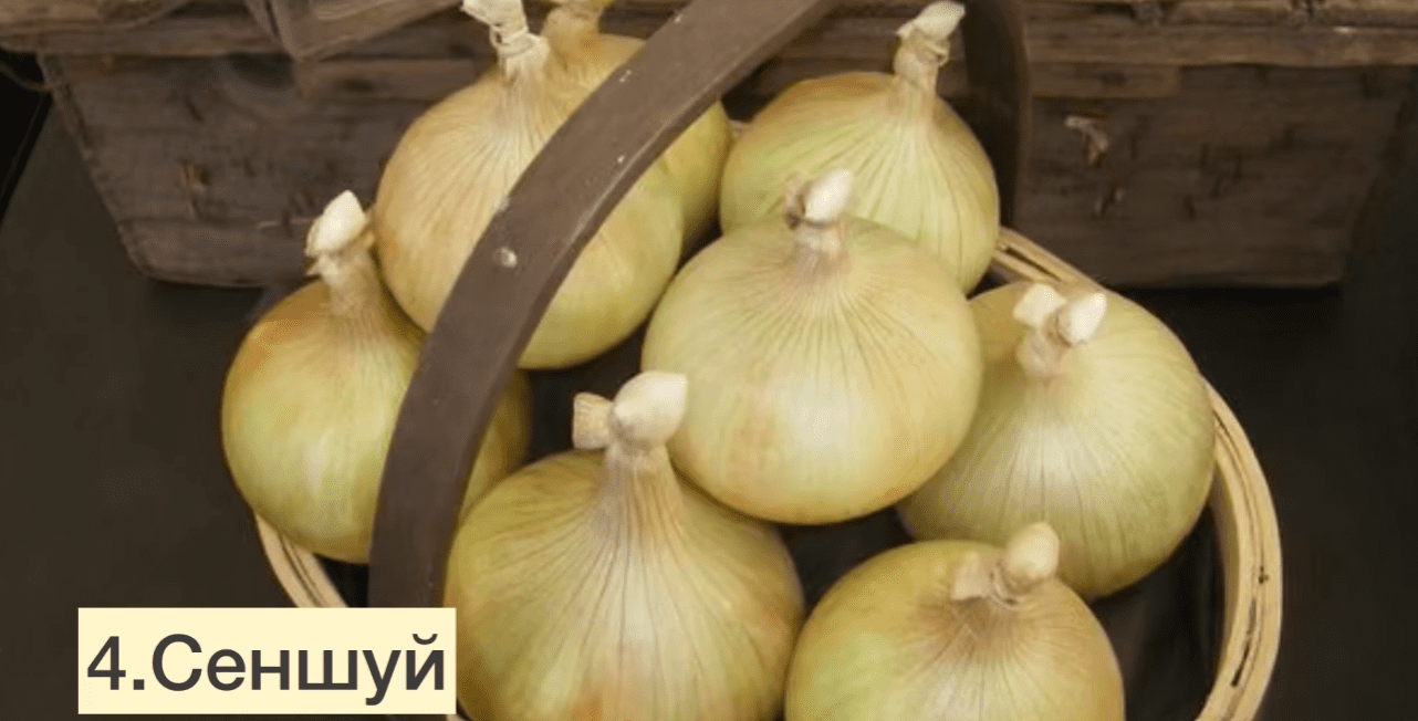 Українські городники назвали 5 найкращих сортів озимої цибулі для всіх регіонів