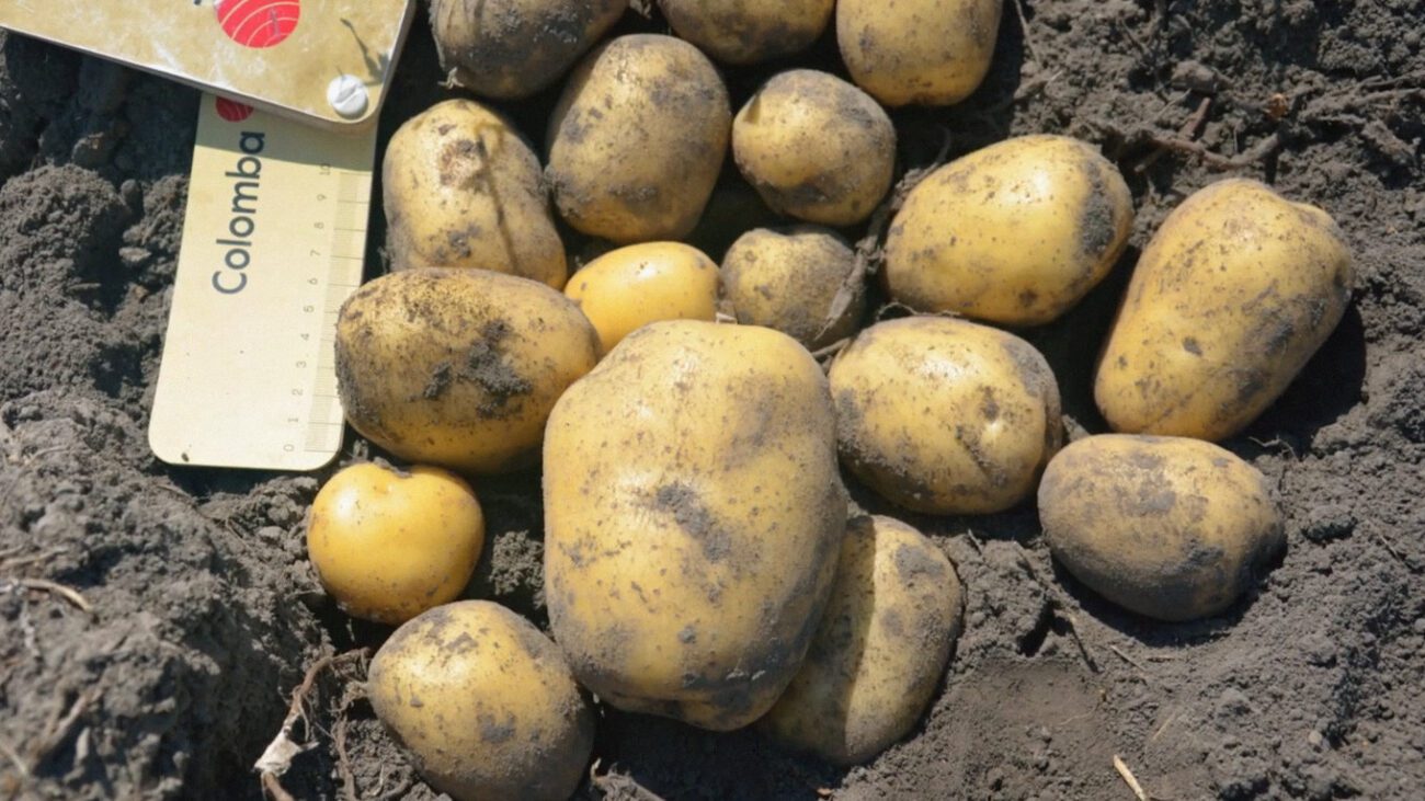 Фермери обрали новий сорт картоплі замість Беллароси і Ред Скарлет