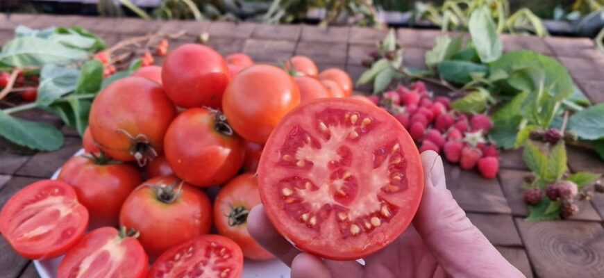 Тільки закінчила консервувати: вирощую на городі лише ці 2 сорти томатів, і збираю врожай аж до листопада Тільки закінчила консервувати: вирощую на городі лише ці 2 сорти томатів, і збираю врожай аж до листопада