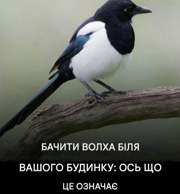 Це не випадково: присутність сороки біля будинку має цілком певне значення. Це не випадково: присутність сороки біля будинку має цілком певне значення.