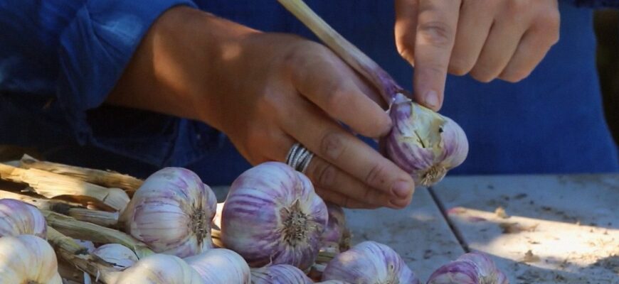 Свекруха втратила урожай часнику, а я встигла врятувала свій: перед морозами посипала грядку 2 жменями цього Свекруха втратила урожай часнику, а я встигла врятувала свій: перед морозами посипала грядку 2 жменями цього