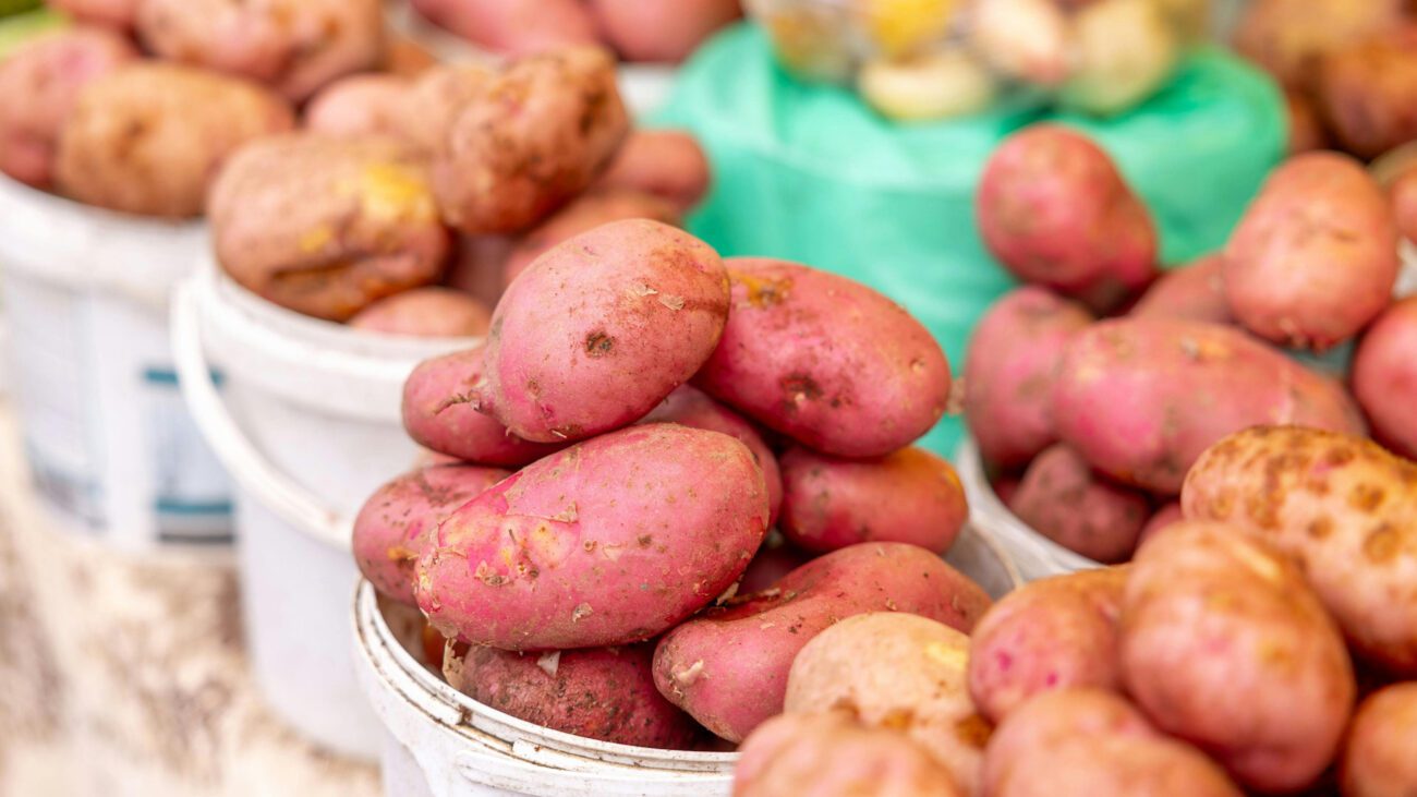 Городники розповіли, який сорт картоплі краще не садити, бо він несмачний