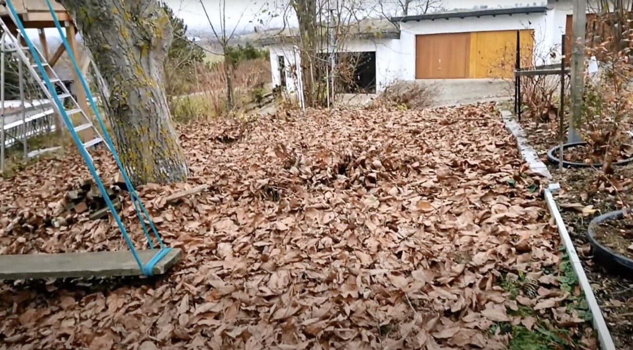 Городники розповіли, як використати листя горіха на городі Городники розповіли, як використати листя горіха на городі