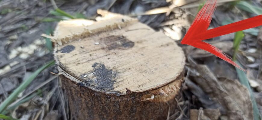 Кінець мороки з пеньками на ділянці: викорчувала без спецтехніки “дідівським” способом. Трюк на 10 з 10 Кінець мороки з пеньками на ділянці: викорчувала без спецтехніки “дідівським” способом. Трюк на 10 з 10