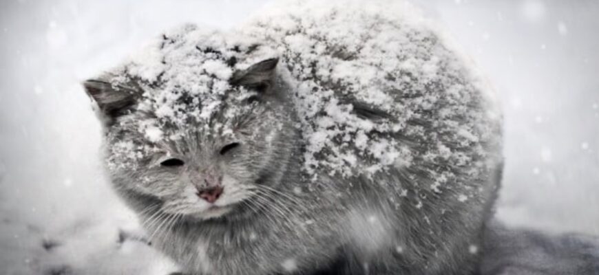 Стало відомо, де в Україні випаде сніг в листопаді Стало відомо, де в Україні випаде сніг в листопаді