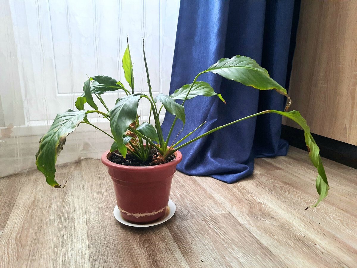 Квітникарі розповіли, як врятувати засихаючий спатифілум Квітникарі розповіли, як врятувати засихаючий спатифілум