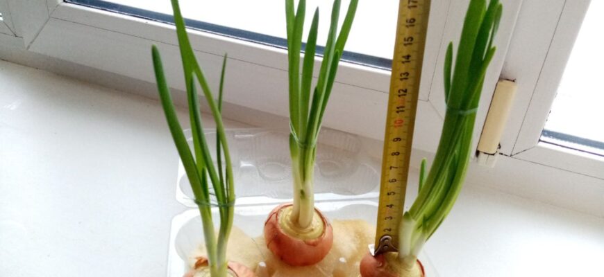 Зелена цибуля росте навіть без землі та зайвого запаху: маю свіжу цілий рік просто на кухонному вікні Зелена цибуля росте навіть без землі та зайвого запаху: маю свіжу цілий рік просто на кухонному вікні