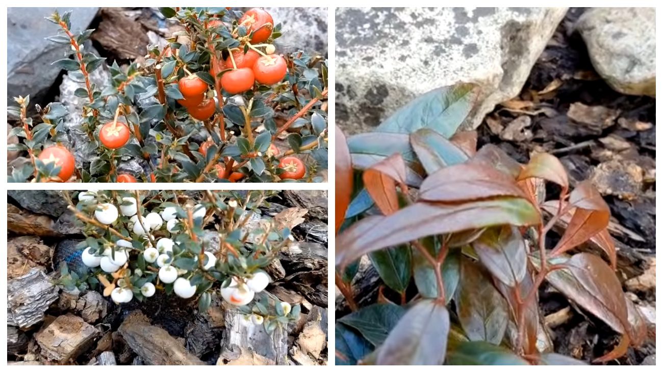 Квітникарі розповіли про квіти, що прикрашають клумби взимку