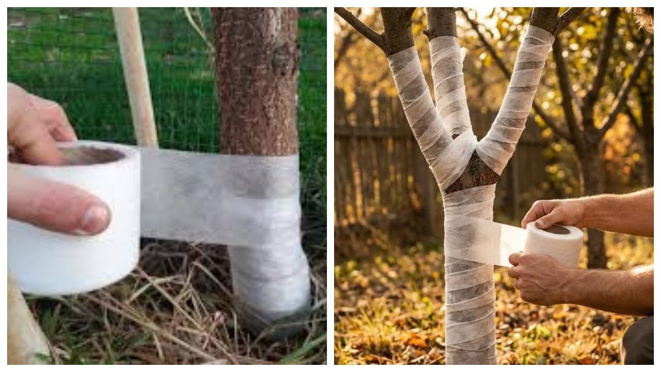 Садівники розповіли, як і для чого використовувати садовий бинт