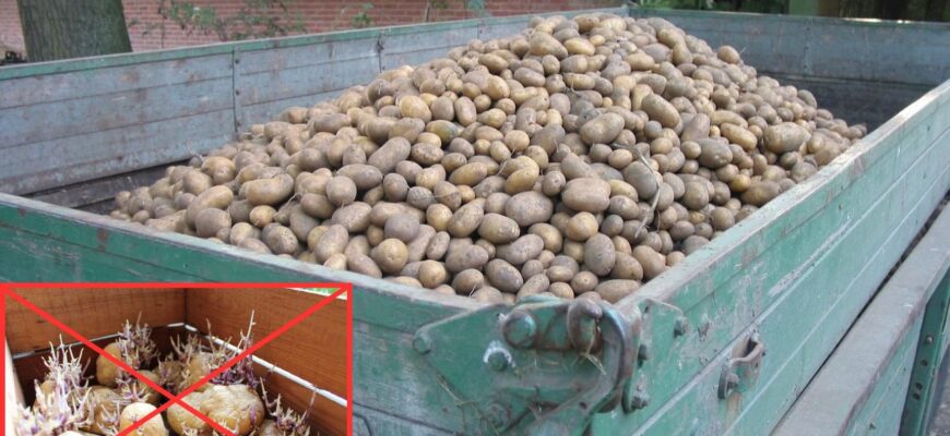 Поклала у погріб з картоплею 2 яблука – і вона перестала проростати: тверда до весни, не в’яне і не гниє Поклала у погріб з картоплею 2 яблука – і вона перестала проростати: тверда до весни, не в’яне і не гниє