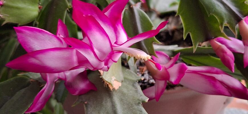 Декабрист ще ніколи не випускав стільки бутонів за раз – аж 10: весь секрет у підживці з 3-х компонентів Декабрист ще ніколи не випускав стільки бутонів за раз – аж 10: весь секрет у підживці з 3-х компонентів