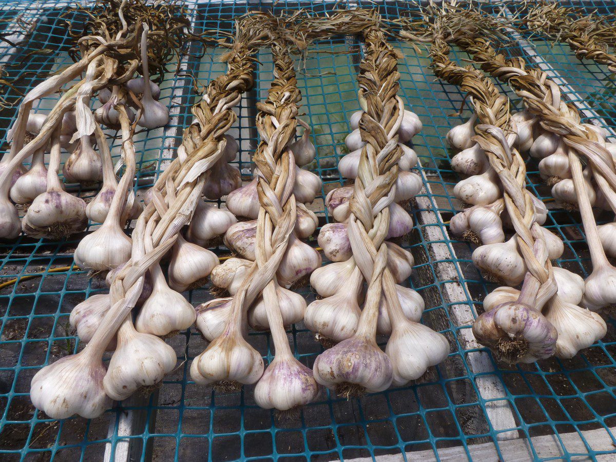 Експерти розповіли, як правильно зберігати врожай часнику, аби він не проростав і не псувався
