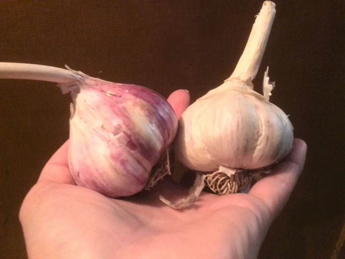 Експерти розповіли, як правильно зберігати врожай часнику, аби він не проростав і не псувався