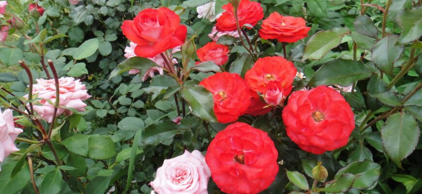 Треба встигнути зробити це з трояндами до 2 січня: навесні порадують вдвічі більшим цвітінням Треба встигнути зробити це з трояндами до 2 січня: навесні порадують вдвічі більшим цвітінням