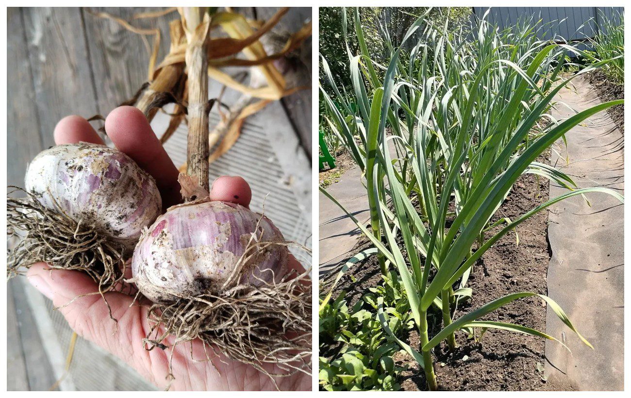 Городники розповіли, через скільки днів після висадки проростає часник