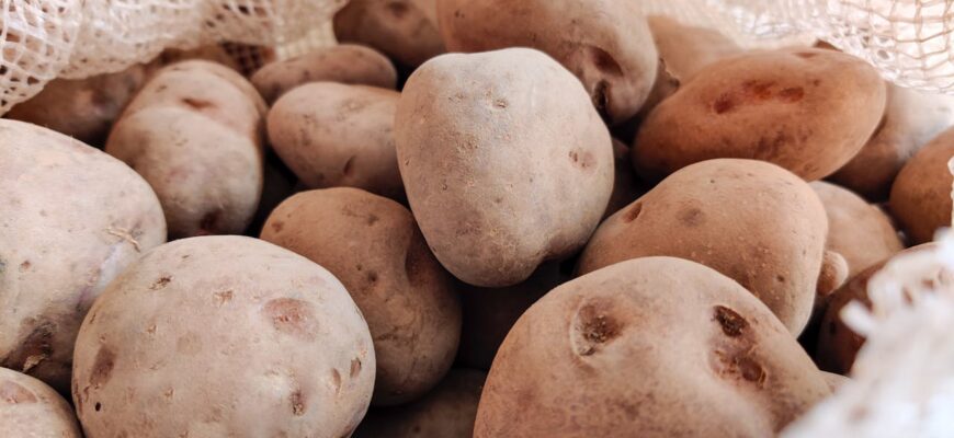 400 кг з сотки стабільно: це не картопля, а прорив українських селекціонерів. Фітофтора і парша її не беруть 400 кг з сотки стабільно: це не картопля, а прорив українських селекціонерів. Фітофтора і парша її не беруть