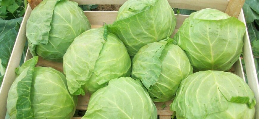 Моя капуста не тріскається і не хворіє: секрет поливу та підживлення, який працює кожного року Моя капуста не тріскається і не хворіє: секрет поливу та підживлення, який працює кожного року