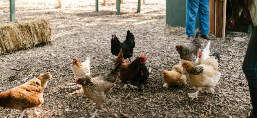 Кури несуться за 1 копійку: старий спосіб покращення несучості, про який мало хто знає, але він точно працює Кури несуться за 1 копійку: старий спосіб покращення несучості, про який мало хто знає, але він точно працює