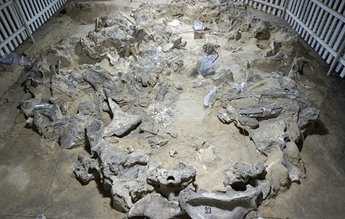 Стародавні жителі України будували житло з кісток мамонта: коли це було Стародавні жителі України будували житло з кісток мамонта: коли це було