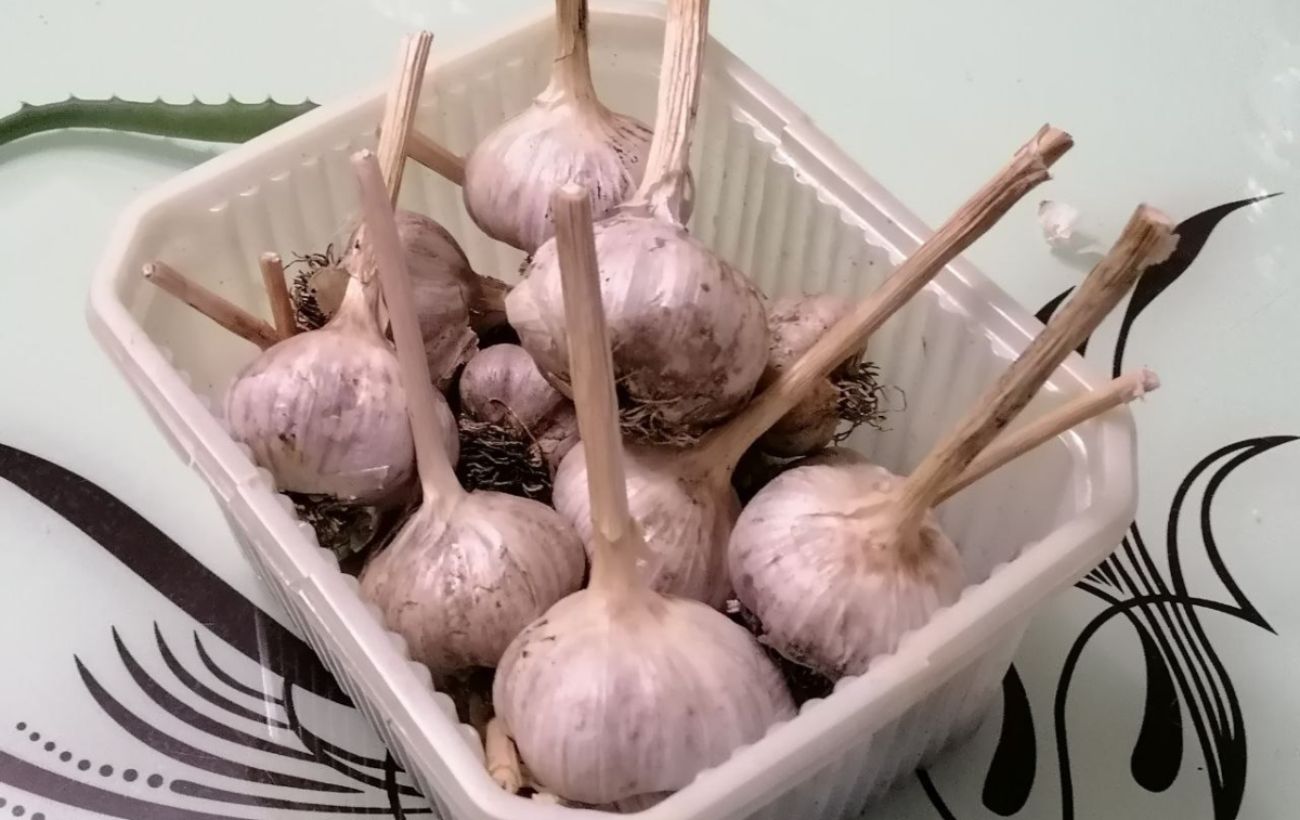 Господині розповіли, де зберігати часник, щоб він не пересихав