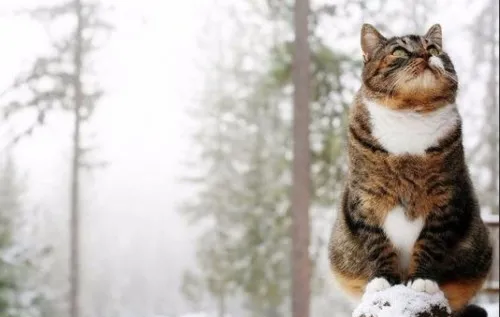 Новий рік зі снігом і морозами: детальний прогноз погоди в Україні на тиждень Новий рік зі снігом і морозами: детальний прогноз погоди в Україні на тиждень