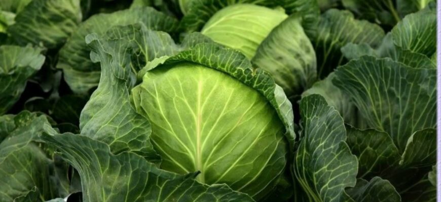 Капуста йшла у стрілку 3 роки поспіль – сусідка підказала 1 умову догляду: тепер качани, як на прилавку Капуста йшла у стрілку 3 роки поспіль – сусідка підказала 1 умову догляду: тепер качани, як на прилавку