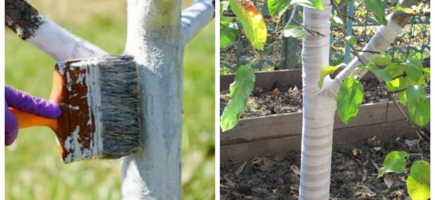 Стою посеред саду та сповиваю дерева, ніби немовлят: я відкрила для себе садовий бинт замість побілки Стою посеред саду та сповиваю дерева, ніби немовлят: я відкрила для себе садовий бинт замість побілки