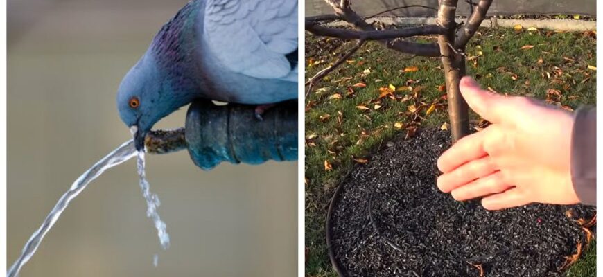 Не повірите — я рятую дерева від лютого морозу… відром і терпінням: як і навіщо робити 1 передзимовий ритуал Не повірите — я рятую дерева від лютого морозу… відром і терпінням: як і навіщо робити 1 передзимовий ритуал