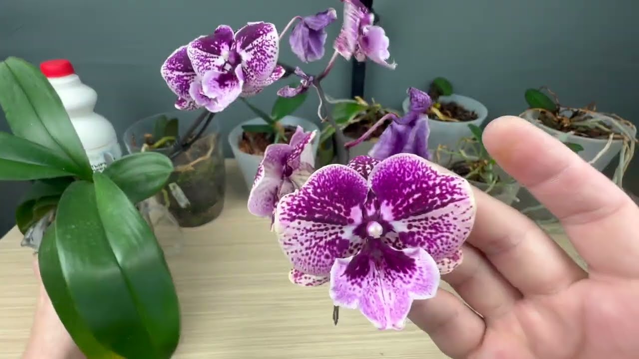Господині розповіли, як правильно підживити домашню орхідею