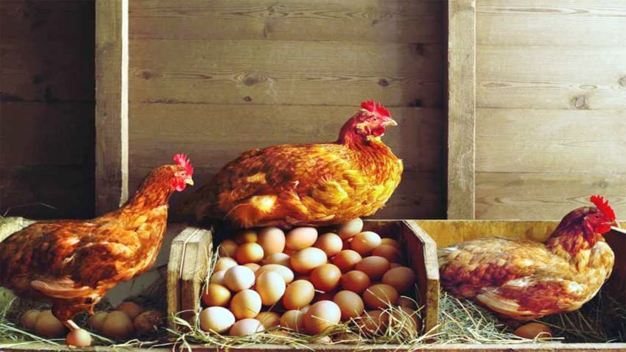 Господарі розповіли, чим погані пластикові вікна в курнику